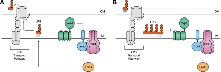 FIG 6