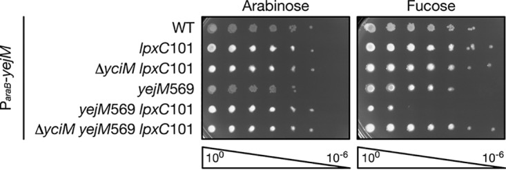 FIG 3