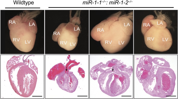 Figure 2—figure supplement 6.