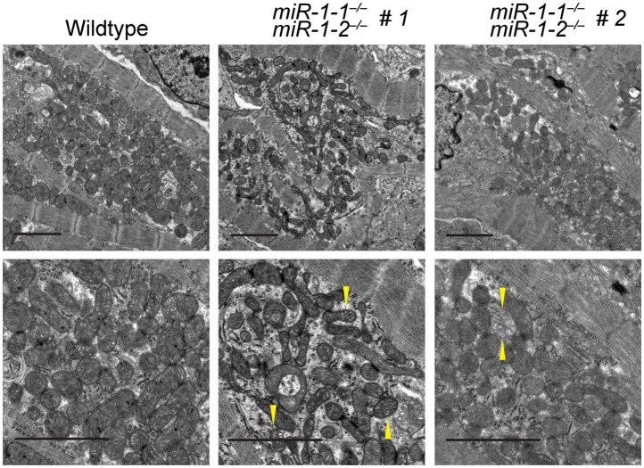 Figure 3—figure supplement 1.