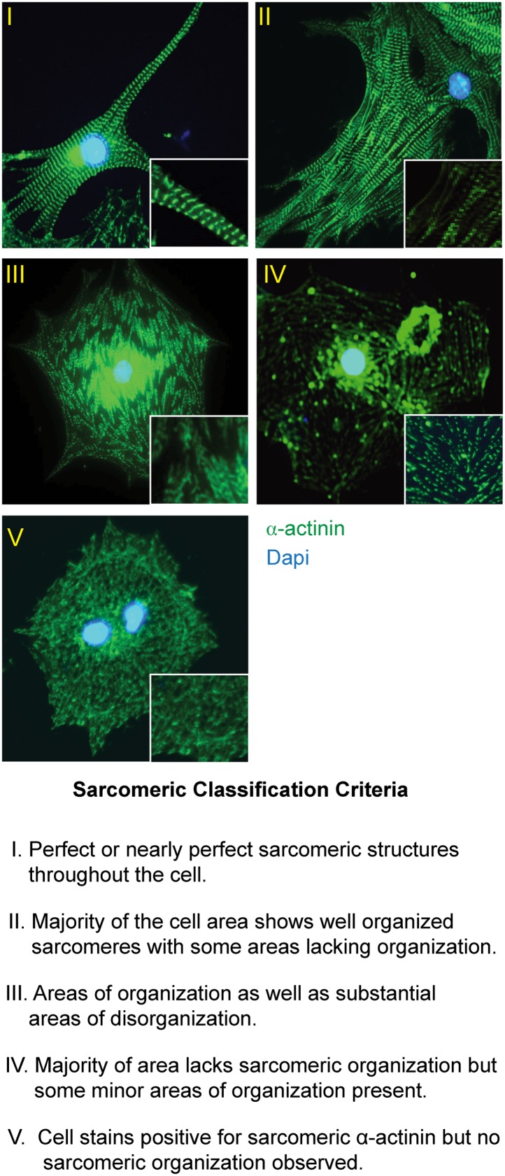 Figure 3—figure supplement 3.