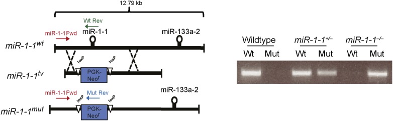 Figure 1—figure supplement 3.