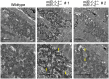 Figure 3—figure supplement 1.