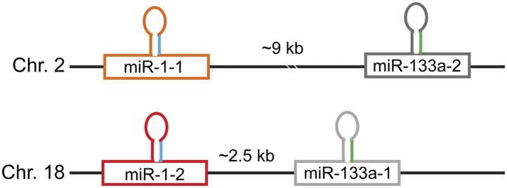 Figure 1—figure supplement 1.