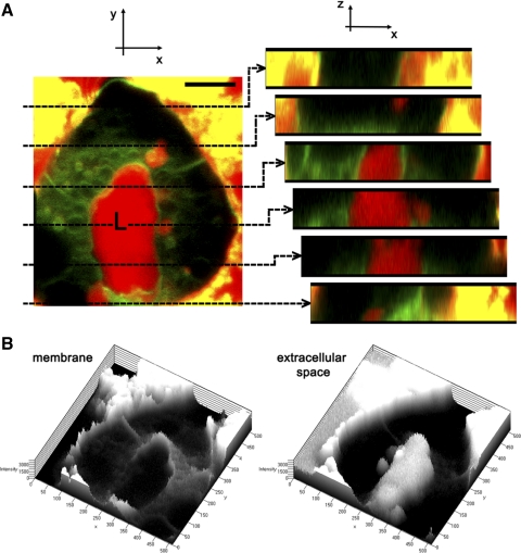 Fig. 1.