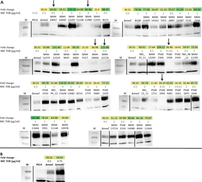 FIG 2