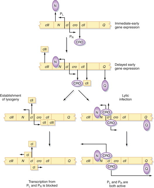 Figure 5.2