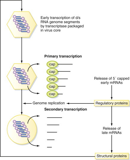 Figure 5.6