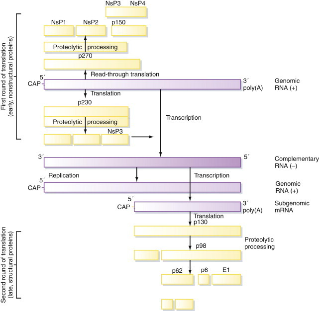 Figure 5.8