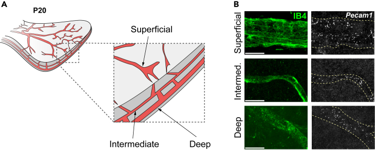 Figure 3