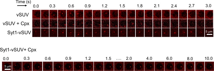 Figure 1—figure supplement 2.