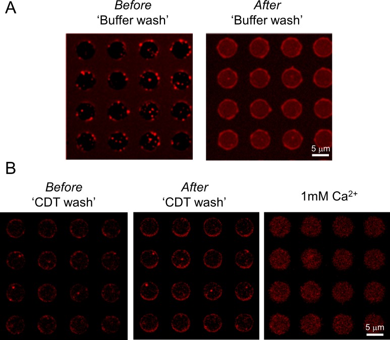 Figure 3—figure supplement 2.