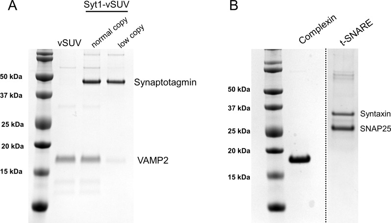 Figure 1—figure supplement 1.