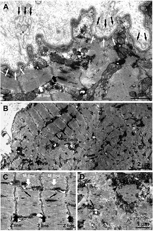 Figure 11.