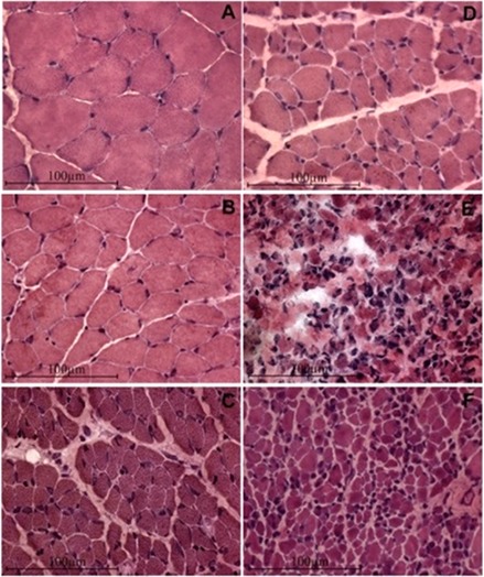 Fig 2.