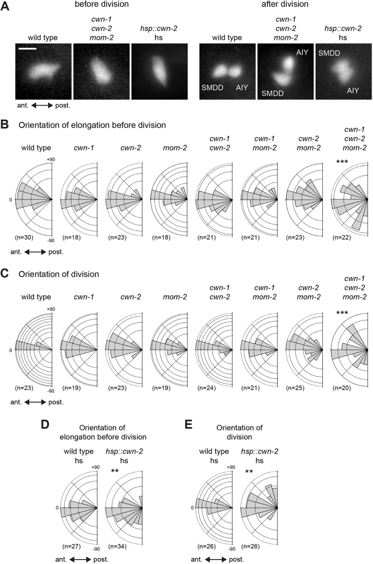 Fig. 3. Effect of Wnt mutants and overexpression on orientation. (A) SMDD/AIY mother cell before division (left), or SMDD and AIY neurons just after division (right) marked with ttx-3p::gfp. In mom-2; cwn-1; cwn-2 triple mutants or hsp::cwn-2-overexpressing animals, the orientation of the SMDD/AIY mother cell and of its division are perturbed. Scale bar: 5 µm. (B) Orientation of the elongation of the SMDD/AIY mother cell before division in Wnt mutant embryos, ***P=0.001 (Fisher's exact test). Embryos containing the mom-2(ne874ts) allele were shifted to the restrictive temperature at 240 min in the Sulston timetable. Rose plot: 0° anterior, −90° lateral, +90° medial, circular grid 10%, n=number of cells. (C) Orientation of the division of the SMDD/AIY mother cell in Wnt mutant embryos, ***P=0.002 (Fisher's exact test). (D) Orientation of the elongation of the SMDD/AIY mother cell before division in wild-type or hsp::cwn2 heat-shocked embryos, **P=0.007 (Fisher's exact test). Expression of the hsp::cwn-2 transgene was induced at 240 min in the Sulston timetable by heat shock. (E) Orientation of the division of the SMDD/AIY mother cell in wild-type or hsp::cwn2 heat-shocked embryos, **P=0.01 (Fisher's exact test).