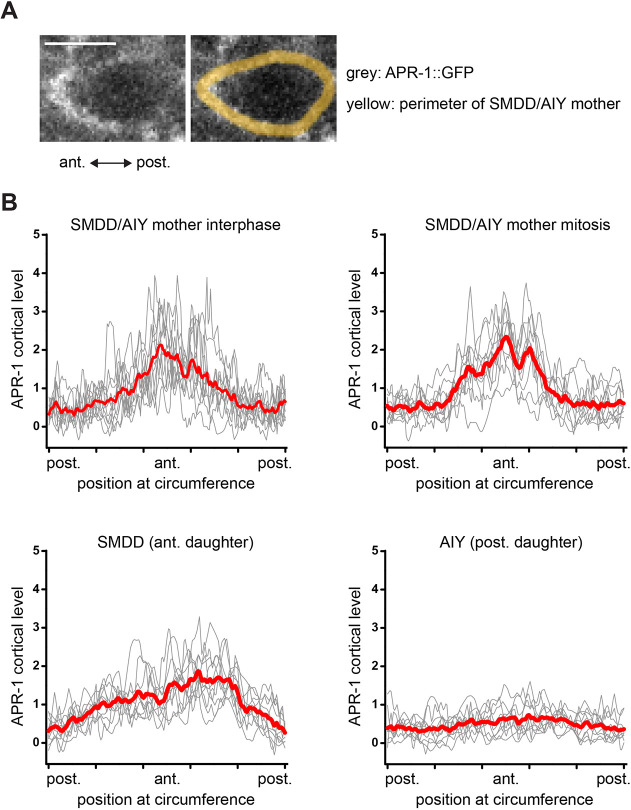 Fig. 6. Localization of APR-1. (A) Localization of APR-1::GFP (vbaIs34, in white) in the SMDD/AIY mother cell during interphase. The perimeter of the SMDD/AIY mother cell (identified with ttx-3p::mCherry, otIs181) is indicated in yellow. Ventral view. Scale bar: 5 µm. (B) APR-1::GFP fluorescence intensity profile at the cortex of the cell. The x-axis provides the position at the circumference of the cell with the anterior pole in the middle and posterior pole at both ends. The grey curves represent individual cells and the red curve represents the mean curve. Top left: measure in the SMDD/AIY mother during interphase (n=11 cells analysed). Top right and bottom: the same cells were analysed during mitosis and after cytokinesis; the signal in the mother and the two daughter cells was normalized to the mean signal of the mother (n=10 divisions).