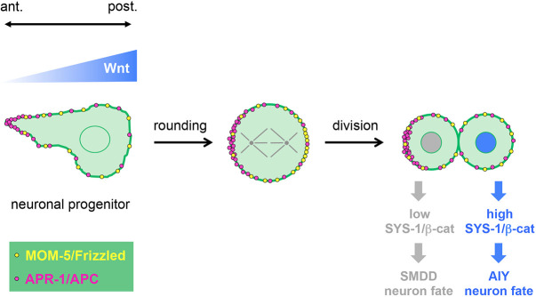 Fig. 8. A model for the regulation of neuronal progenitor terminal asymmetric divisions. The anteroposterior asymmetry of Wnt ligands regulates the orientation of the progenitor cell, the orientation of its division and the asymmetry of daughter cell fates. The Wnt ligands act via the MOM-5/Frizzled receptor and regulate the localization of the downstream component APR-1/APC that is enriched at the anterior pole of the progenitor and asymmetrically inherited by the daughter cells.