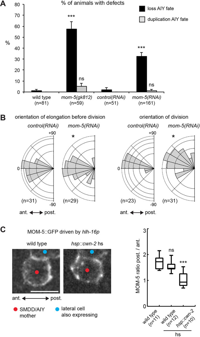 Fig. 4. Effect and localization of MOM-5. (A) Percentage of animals with a loss or duplication of AIY fate (marked with ttx-3p::gfp at hatching) in mom-5 mutants or RNAi. Data are proportion±s.e.p. (standard error of proportion); ***P=2×10−15 for mutants; ***P=1×10−6 for RNAi; ns, not significant (Fisher's exact test); n=number of animals. (B) Orientation of the elongation of the SMDD/AIY mother cell before division or of the division of the SMDD/AIY mother cell in control(RNAi) or mom-5(RNAi) embryos. Same plot as Fig. 3, *P=0.049 for elongation, *P=0.016 for division (Fisher's exact test). (C) Localization of MOM-5::GFP proteins in the SMDD/AIY mother cell during mitosis (hlh-16p::mom-5::gfp, vbaEx119). The hlh-16 promoter drives expression of MOM-5::GFP in the SMDD/AIY mother (red dot) and a cell lateral to the SMDD/AIY mother (blue dot, the mother of the SIAD and SIBV neurons) but not in the cells just anterior or posterior to the SMDD/AIY mother, allowing quantification of MOM-5 levels at the anterior and posterior poles of the SMDD/AIY mother. Images show a SMDD/AIY mother cell just before cytokinesis in wild-type or hsp::cwn-2-overexpressing animals, ventral view. Scale bar: 5 µm. Graph indicates the ratio of MOM-5::GFP fluorescence levels between the posterior pole and the anterior pole of the SMDD/AIY mother cell just before cytokinesis in wild-type non-heat-shocked, wild-type heat-shocked or hsp::cwn2 heat-shocked embryos (heat shock at 240 min in the Sulston timetable). The black box represents the median and quartiles; the whiskers represent the 9th and 91st percentiles; n=number of cells; ns, not significant; ***P=0.0015, Mann–Whitney U-test.