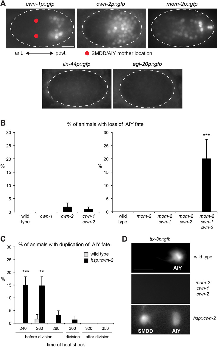 Fig. 2. Effect of Wnt mutants and overexpression on AIY fate. (A) Expression of Wnt ligands in the embryo at epidermal enclosure stage. Transcriptional reporters with the cis-regulatory regions of the Wnt genes driving the expression of a nuclear gfp (cwn-1p::gfp, deEx101; cwn-2p::gfp, deEx103; mom-2p::gfp, deEx104; lin-44p::gfp, deEx100; and egl-20p::gfp, deEx102). Ventral view, red dots indicate the location of the SMDD/AIY mothers. Scale bar: 10 µm. (B) Percentage of animals with a loss of AIY fate (marked with ttx-3p::gfp) in Wnt mutants. Left graph: as cwn-1(ok546) and cwn-2(ok895) are viable, analysis was performed at L4 larval stage (n=100 animals for each genotype). Right graph: as mom-2 mutants are lethal, a temperature-sensitive allele was used (ne874ts); embryos were shifted to the restrictive temperature at 240 min in the Sulston timetable and analysed at hatching (n=97, 23, 30, 24 and 30 animals, respectively, for each genotype). Data are proportion±s.e.p. (standard error of proportion), ***P=0.0001 (Fisher's exact test). (C) Percentage of animals with duplication of AIY fate in cwn-2 ubiquitous overexpression. Expression of the hsp::cwn-2 (vbaIs5) transgene was induced at various time points by heat shock and animals were then analysed at hatching (hsp::cwn-2: n=114, 102, 97, 74, 62 and 57 animals, respectively, for each time point; wild type: n=71, 60, 42, 40, 28 and 32 animals, respectively, for each time point). Time in minutes relative to the first division (Sulston timetable), the SMDD/AIY mother divides at 300 min. Data are proportion±s.e.p. (standard error of proportion), ***P=0.0003, **P=0.006 (Fisher's exact test). (D) Expression of ttx-3 (ttx-3p::gfp) at hatching. At that time, expression is restricted to AIY in wild-type animals and excluded from its sister neuron SMDD. In mom-2(ne874ts); cwn-1(ok546); cwn-2(ok895) triple mutants, expression of ttx-3 is lost in AIY. In hsp::cwn-2-overexpressing animals, ttx-3 is ectopically expressed in the sister neuron SMDD. Anterior is leftwards. Scale bar: 5 µm.