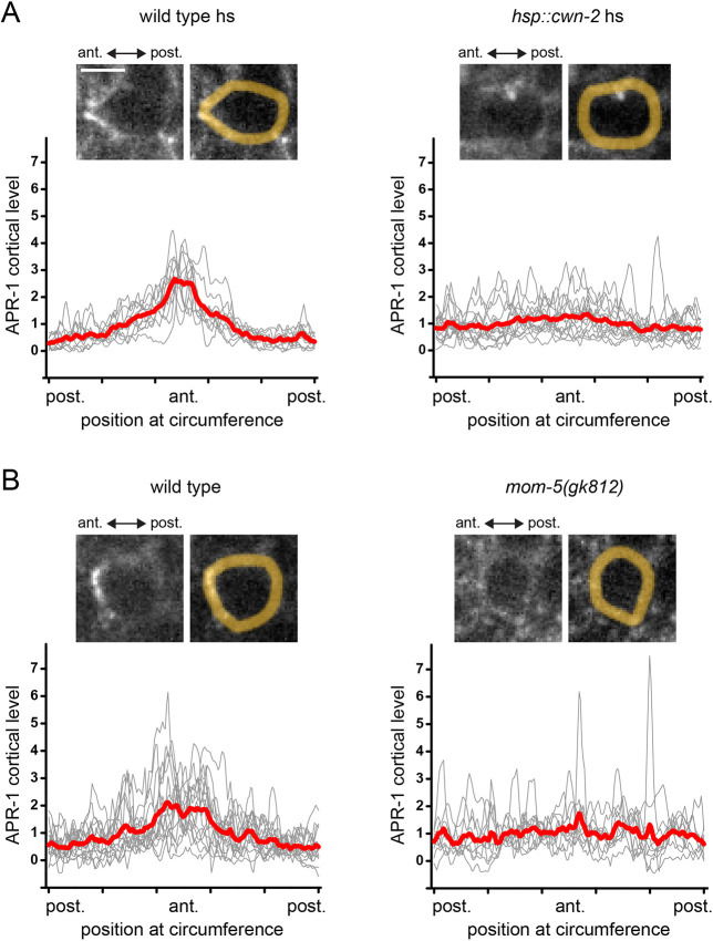 Fig. 7. Effect of Wnt ubiquitous expression or mom-5 loss of function on APR-1 localization. (A) APR-1::GFP (vbaIs34) in the SMDD/AIY mother in wild-type heat-shocked or hsp::cwn-2 heat-shocked animals (heat shock at 240 min in the Sulston timetable). In the images, the perimeter of the SMDD/AIY mother cell is indicated in yellow. Ventral view. Scale bar: 3 µm. Graph shows the fluorescence intensity profile at the cortex; the x-axis presents the position at the circumference of the cell with the anterior pole in the middle and posterior pole at both ends. The grey curves represent individual cells and the red curve represents the mean curve, n=11 cells for wild type and 15 cells for mutants. (B) Same as A in wild-type or mom-5(gk812) mutant background, n=16 cells for wild type and 10 cells for mutants.