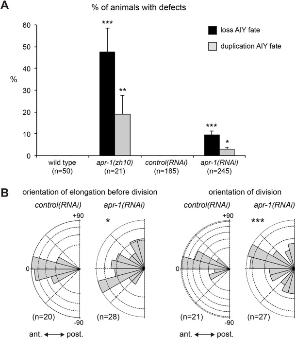 Fig. 5. Effect of APR-1. (A) Percentage of animals with a loss or duplication of AIY fate (marked with ttx-3p::gfp at hatching) in apr-1 mutants or RNAi. Data are proportion±s.e.p. (standard error of proportion); for mutants, ***P=8×10−7 and **P=0.006; for RNAi, ***P=2×10−6 and *P=0.02 (Fisher's exact test); n=number of animals. (B) Orientation of the elongation of the SMDD/AIY mother cell before division or of the division of the SMDD/AIY mother cell in control(RNAi) or apr-1(RNAi) embryos. Same plot as Fig. 3, n=number of cells. *P=0.014 for elongation, ***P=0.003 for division (Fisher's exact test).