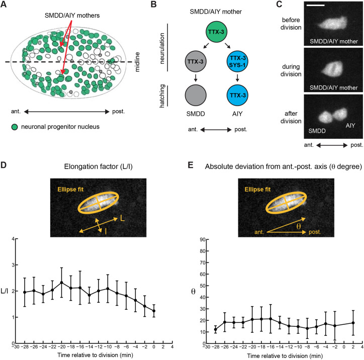 Fig. 1. The SMDD/AIY mother cell is elongated and divides along the anteroposterior axis. (A) Scheme of the ventral side of a C. elegans embryo at epidermal enclosure (neurulation). Each green dot represents the nucleus of a neuronal progenitor. (B) Terminal division of the SMDD/AIY mother cell. (C) Three images extracted from a time lapse movie following the SMDD/AIY mother cell labelled with GFP (ttx-3p::gfp, mgIs18). Embryo at epidermal enclosure stage, ventral view. Scale bar: 5 µm. (D) Elongation factor of the SMDD/AIY mother. Mean value of 10 cells followed by time-lapse microscopy every 2 min (data are mean±s.d.). Time 0 corresponds to the point when the cell enters division. Elongation is not measured at time 2 because the SMDD/AIY mother no longer exists. (E) Deviation of the main axis of the SMDD/AIY mother from the anteroposterior axis. Mean of the absolute angle values (0-90°), same conditions as in D. Owing to rounding during mitosis, the angle is not measured at t=0. At t=2, the value represents the deviation of the axis made by the centres of the two daughters from the anteroposterior axis (data are mean±s.d.).