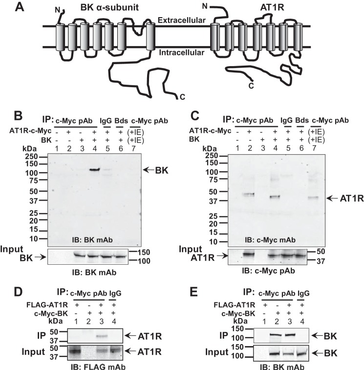 FIGURE 5.