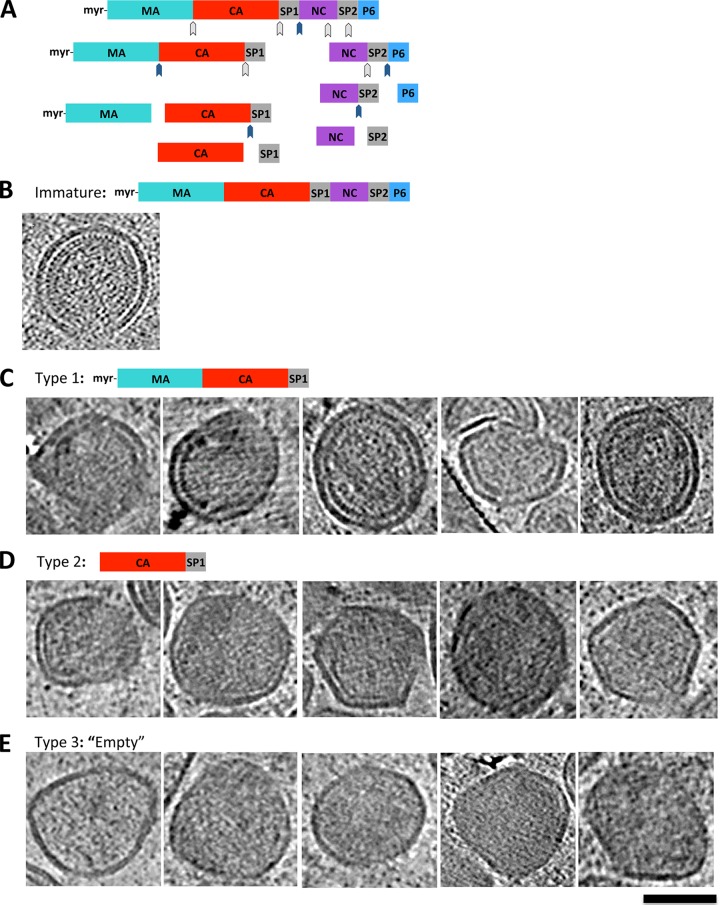 FIG 2