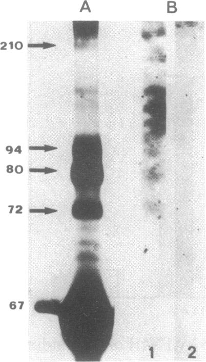 graphic file with name pnas01083-0138-a.jpg