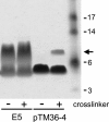 FIG. 8.