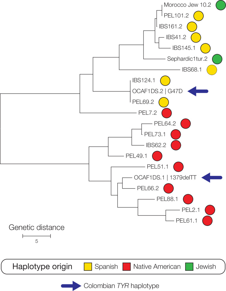 Ancestral origins of TYR and OCA2 gene mutations in oculocutaneous ...