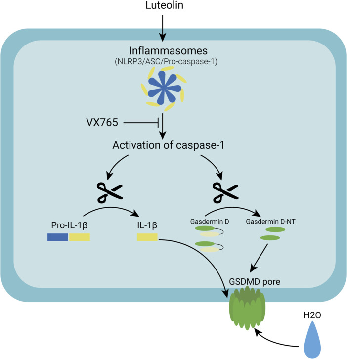 FIGURE 6