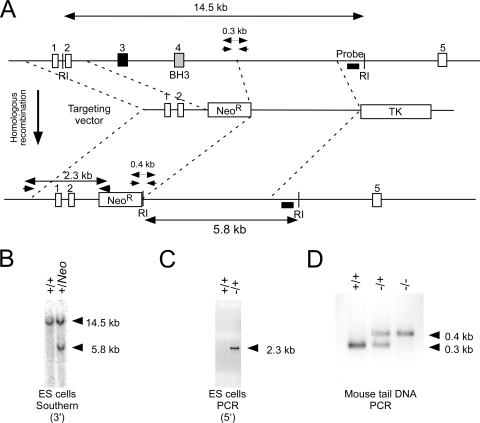 FIG. 1.