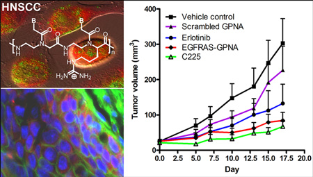 graphic file with name nihms473640f6.jpg