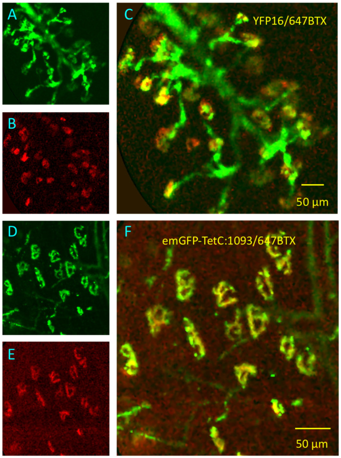 Figure 10