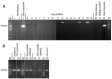 Fig 7
