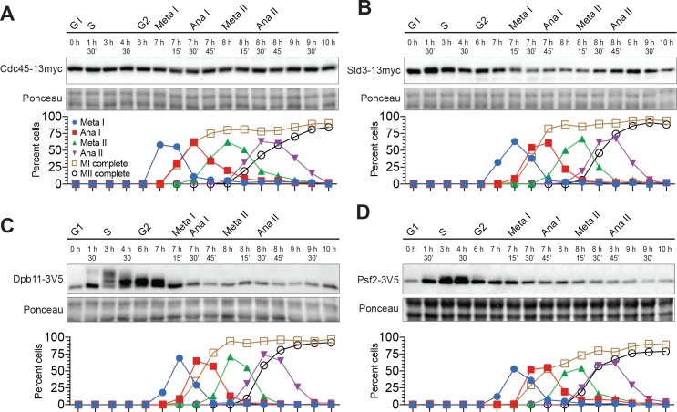 Figure 6—figure supplement 1.