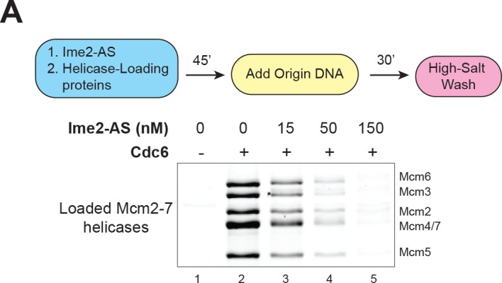 Figure 3—figure supplement 1.