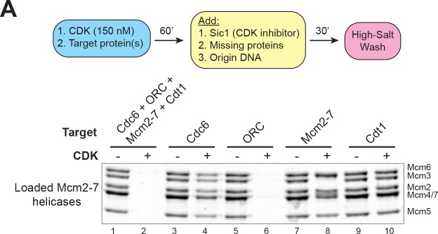 Figure 4—figure supplement 1.