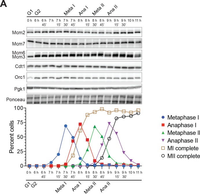 Figure 1—figure supplement 3.