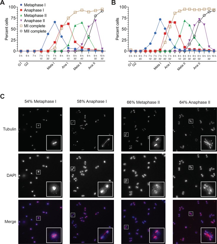 Figure 1—figure supplement 1.