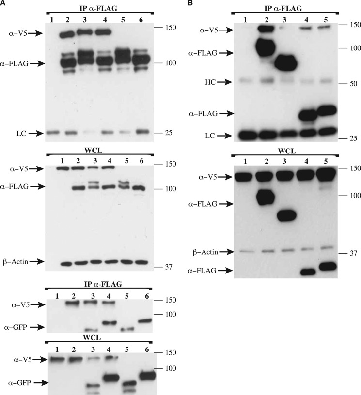 FIGURE 5.