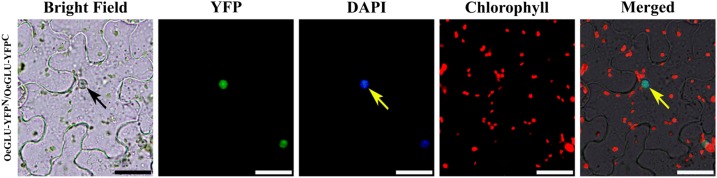 Figure 4.