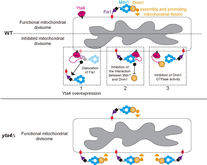 Fig 12