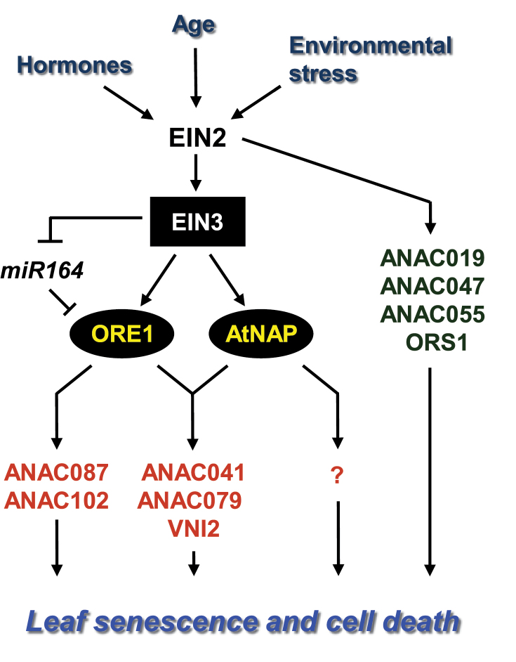 Fig. 8.