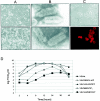 FIG. 2.