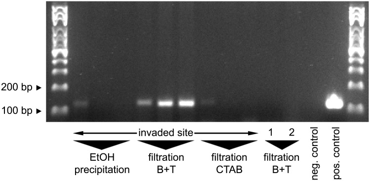 Fig 5