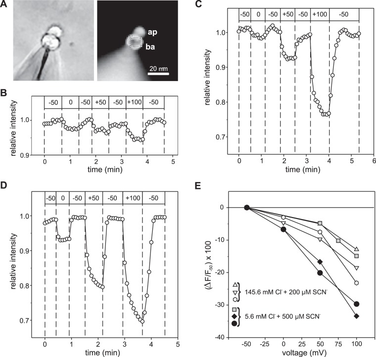 Fig. 7.