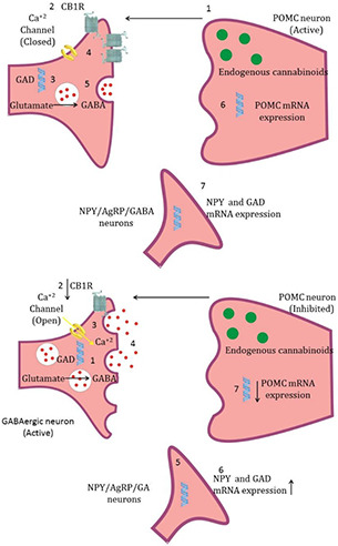 Fig. 14